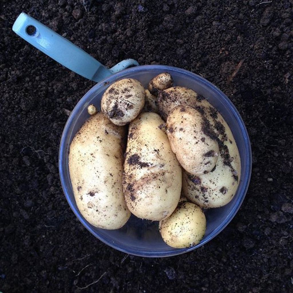 Ein Eimer voller Wurzelgemüse steht auf dem Boden, mit einem Objekt daneben.