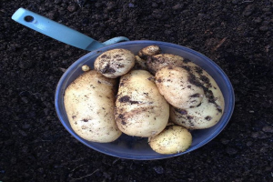 Ein Eimer voller Wurzelgemüse steht auf dem Boden, mit einem Objekt daneben.