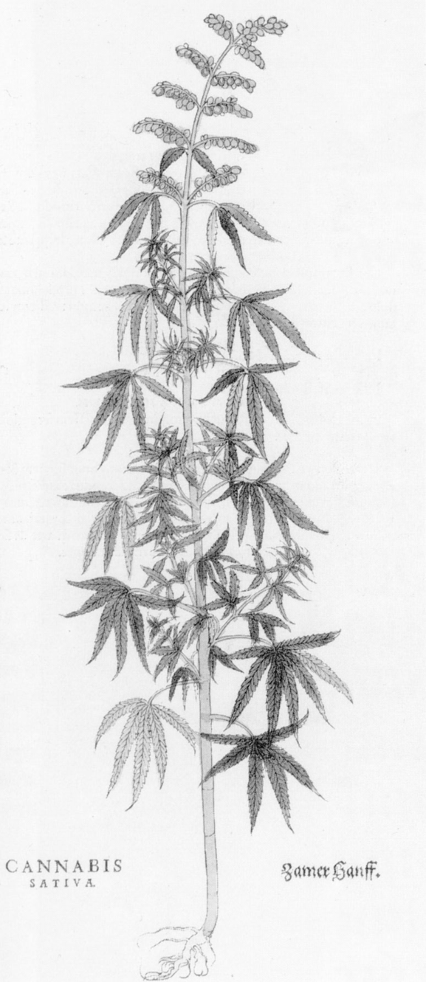 Drei Männer festgenommen wegen Cannabis-Anbau