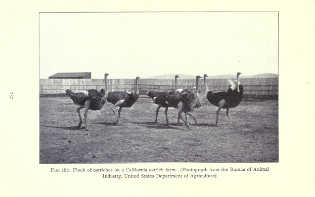 Eine Schar von Straußen auf einer kalifornischen Straußenfarm, mit einem Zaun, einem Haus und dem Himmel im Hintergrund und Text unten.