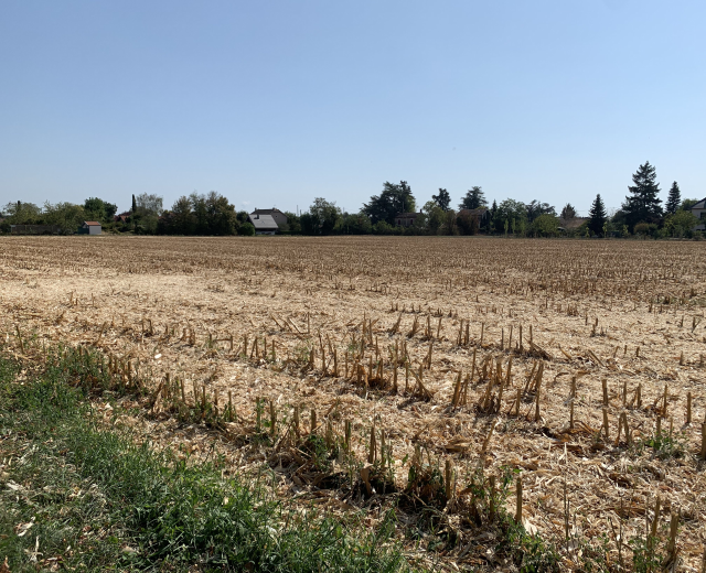 Ein Maisfeld in einer ländlichen Gegend umgeben von Gras, Bäumen und Häusern unter einem klaren blauen Himmel.
