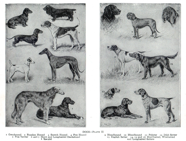 Eine Buchseite mit verschiedenen Hundewelpen, darunter ein Jagdhund, mit begleitendem Text, der detaillierte Informationen zu jeder Rasse enthält.
