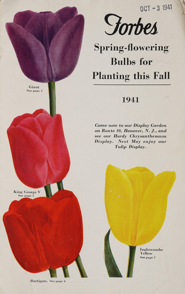 Plakat aus dem Jahr 1941 mit drei Tulpen in rot, gelb und lila symmetrisch gegen einen weißen Hintergrund angeordnet mit der Aufschrift "Forbes Frühlingsblüher für die Pflanzung diesen Herbst 1941" darüber.