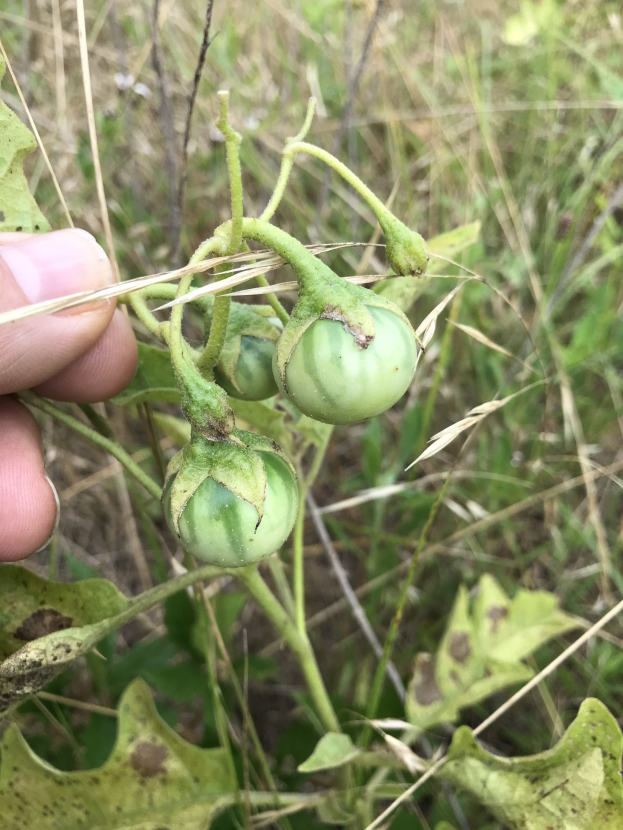 Eine Person mit einem Bund grüner, mit Mehltau infizierter Tomaten vor Pflanzen und Gras im Hintergrund.