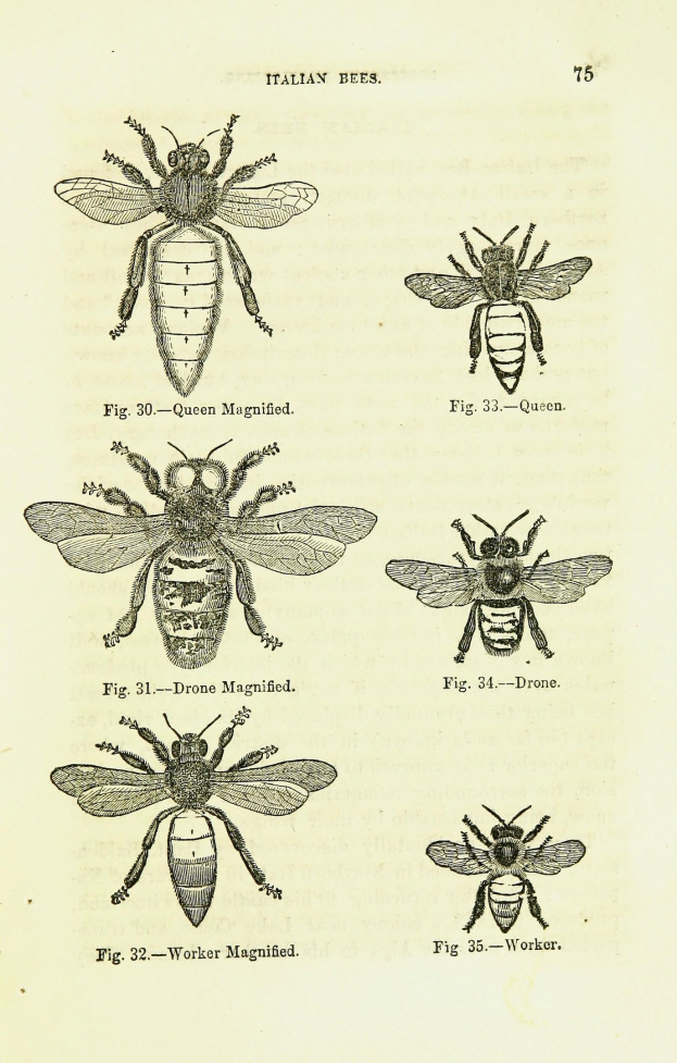 Eine Buchseite mit detaillierten Illustrationen verschiedener Bienen, jede mit einzigartigen Merkmalen, begleitet von beschreibendem Text über die Insekten und ihre Habitate.