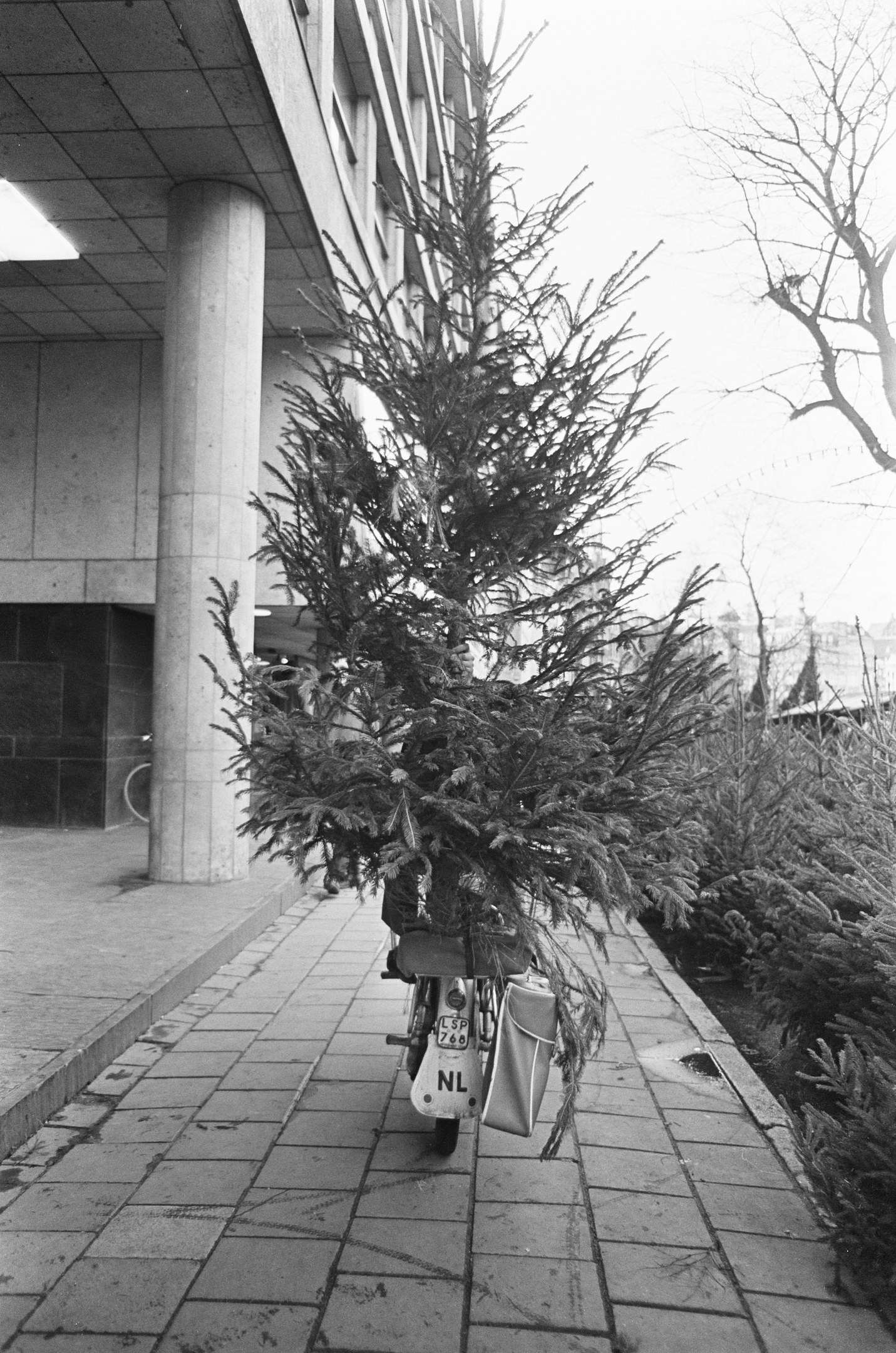 Schwarzes und weißes Foto eines Fahrrads mit einem Weihnachtsbaum auf dem Rücken, das vor einem Gebäude mit Säulen und Deckenlampen geparkt ist, mit Pflanzen rechts und Gebäuden im Hintergrund.