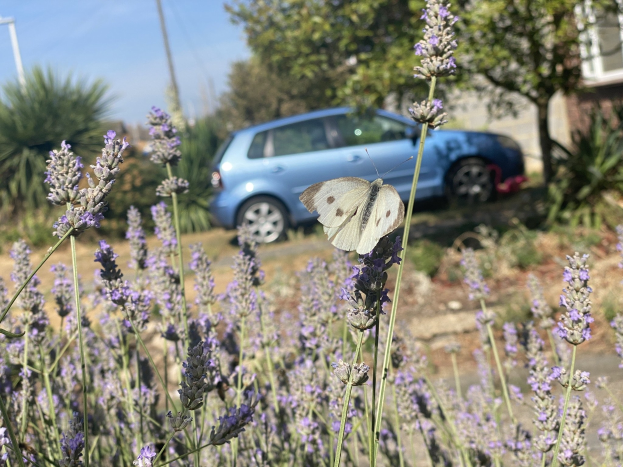 Blauer Wagen vor einem Lavendelfeld mit einer weißen Schmetterlingsblüte, Bäume und Gebäude im Hintergrund