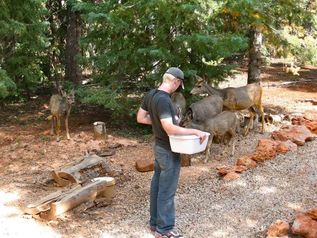 Eine Person hält einen Korb in den Vordergrund, mit Rehen dahinter und Bäumen im Hintergrund, während Steine, Sand und hölzerne Stämme am Bildrand unten liegen.