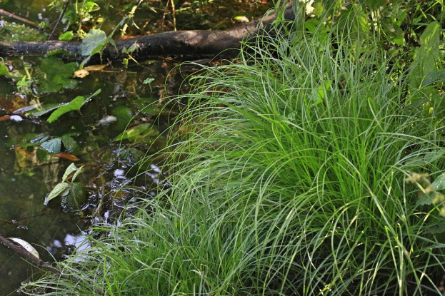 Ein kleiner, stiller Bach in einem bewaldeten Gebiet mit hohem grünem Gras und üppiger Vegetation, der sich in dem klaren Wasser spiegelt.