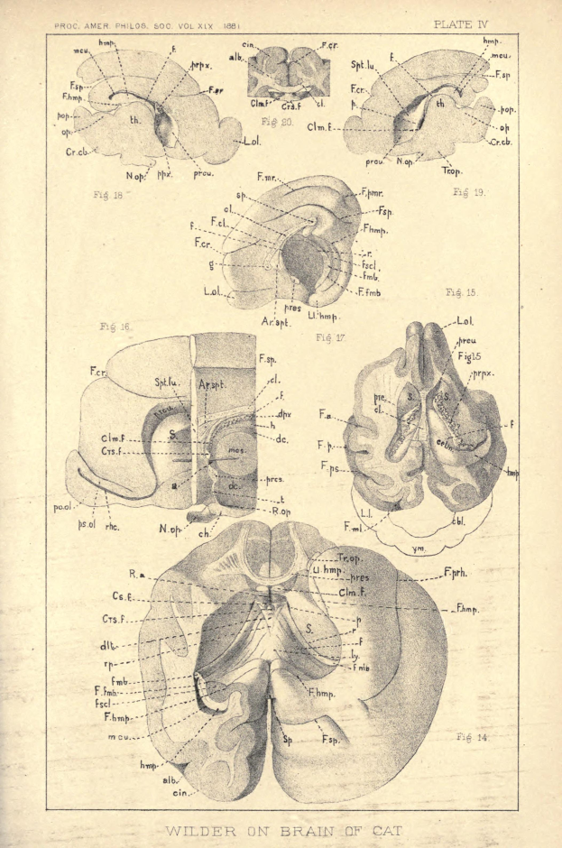 Ein altes Buch mit einer Zeichnung eines menschlichen Gehirns auf dem Cover, das Bilder und Text enthält, die Informationen über das Gehirn bereitstellen.