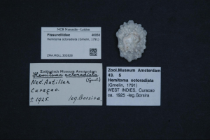 Eine weiße Fissurellidae-Schale auf einer schwarzen Oberfläche mit zwei angehefteten Visitenkarten, die wahrscheinlich Informationen über die Schale enthalten.