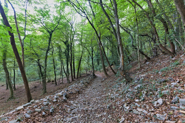 Ein Schotterweg schlängelt sich durch einen dichten Wald mit hohen, grünen Bäumen, die Schatten über verstreute Felsen und den Pfad werfen.