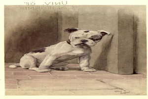 Ein weiß-brauner Bulldogge mit schwarzer Schnauze und Brust sitzt aufmerksam auf dem Boden und schaut neugierig mit aufgestellten Ohren.