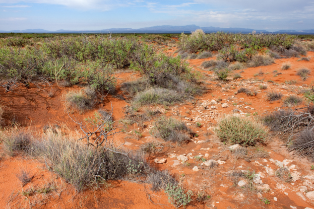 Wüstenlandschaft mit rotem Sand, spärlicher Vegetation, Hügel im Hintergrund und bewölktem Himmel.