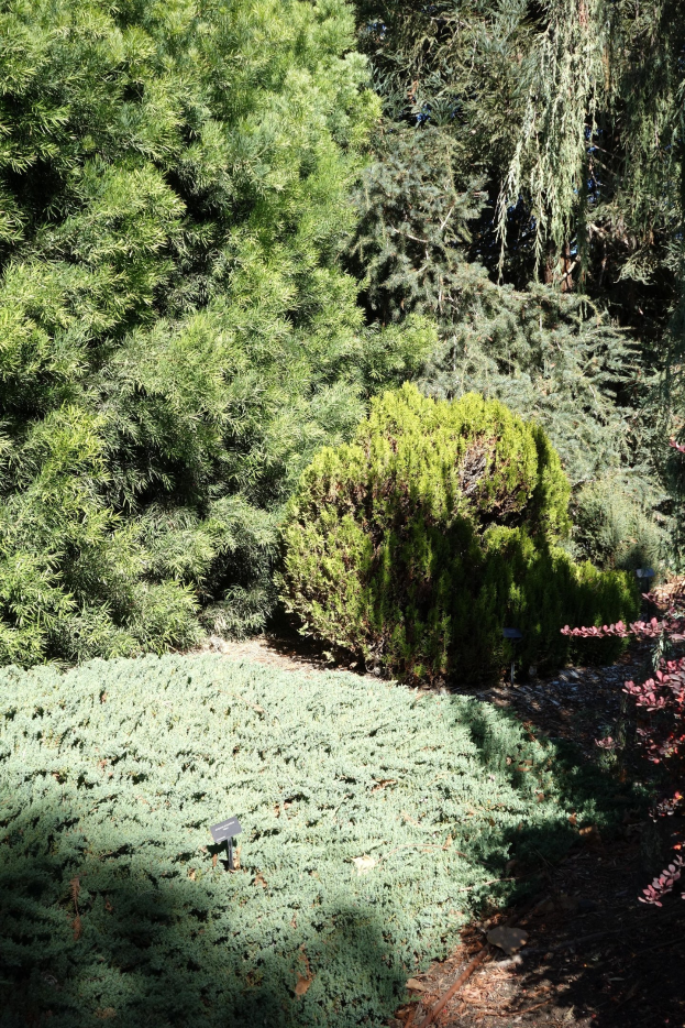 Ein Garten mit grünen Pflanzen, Bäumen und sichtbarem Boden.